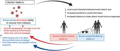 Sickness and the Social Brain: Love in the Time of COVID